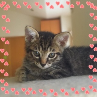 キジトラ子猫　先住猫、犬がいるお宅も大丈夫です