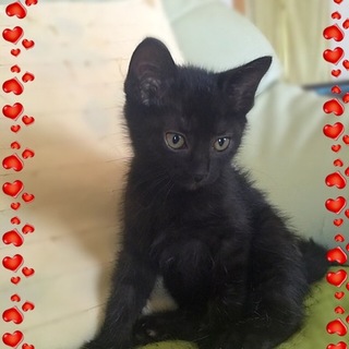 黒猫女の子　先住猫、犬がいるお宅も大丈夫です