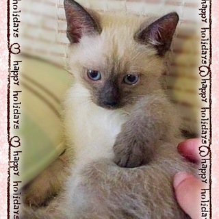 シャムミックス女子　先住猫犬がいるお宅も大丈夫です