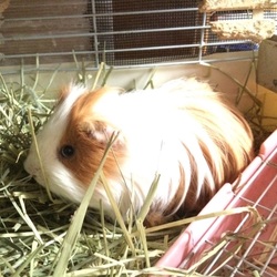 「ペットケージの掃除で大活躍は、食酢！」サムネイル2