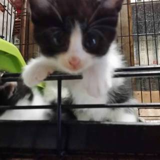 1.5ヶ月！猫ちゃん(男の子、女の子います)