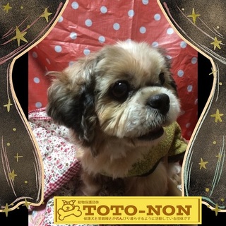 可愛いシーズー獅子丸君は4歳の男の子