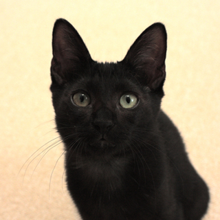 「ぶどう」おっとり黒♂ 兄弟で募集中♪