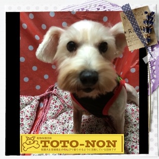 Mシュナウザー・ジュリエットは甘えん坊な女の子です