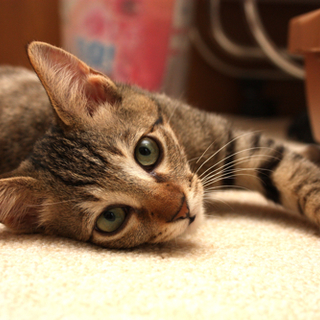 「すいか」つんでれキジトラ♂ 兄弟で募集中♪