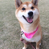 さくら