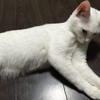 飼い主が飼い続けると言ってくれたため中断します
