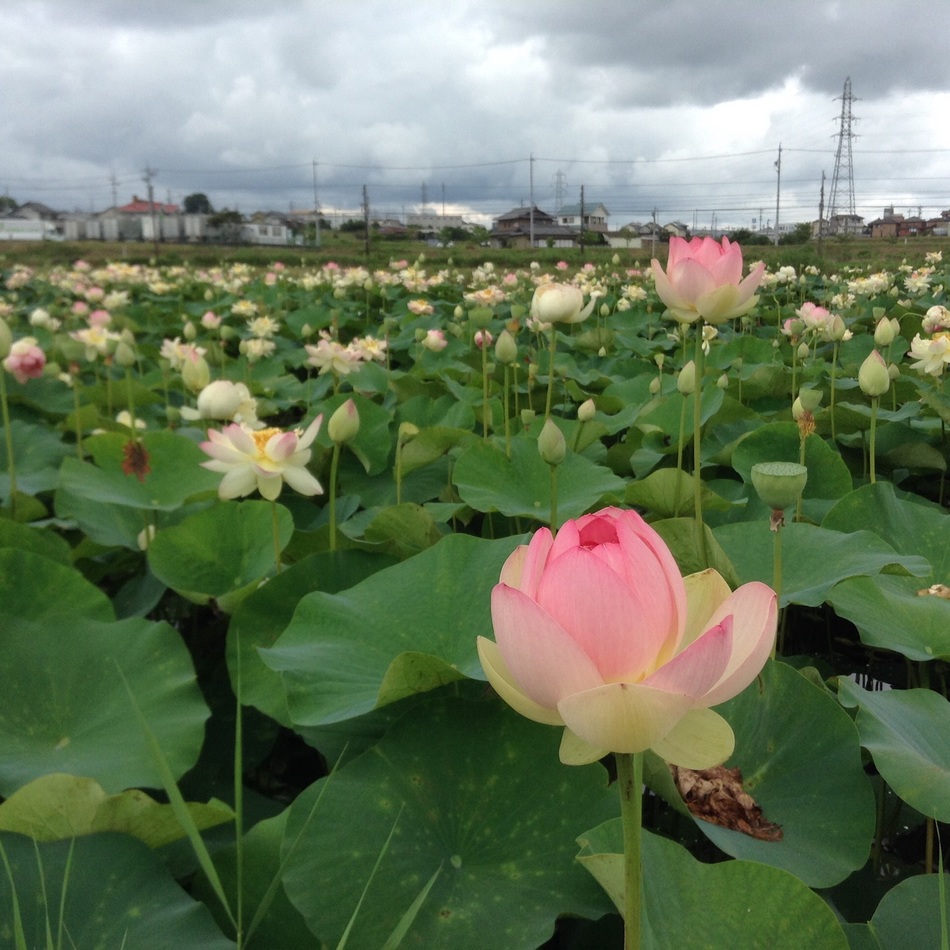 空羽(くう)のカバー写真