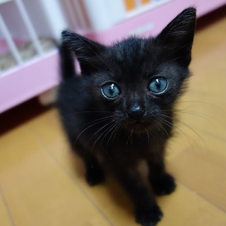 小さな黒猫　ロンくん