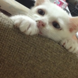 可愛い白猫ちゃん！