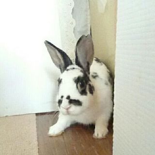 保護うさぎ：美男子ボス君、１歳去勢済み