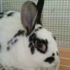 保護うさぎ：美男子ボス君、１歳去勢済み サムネイル2