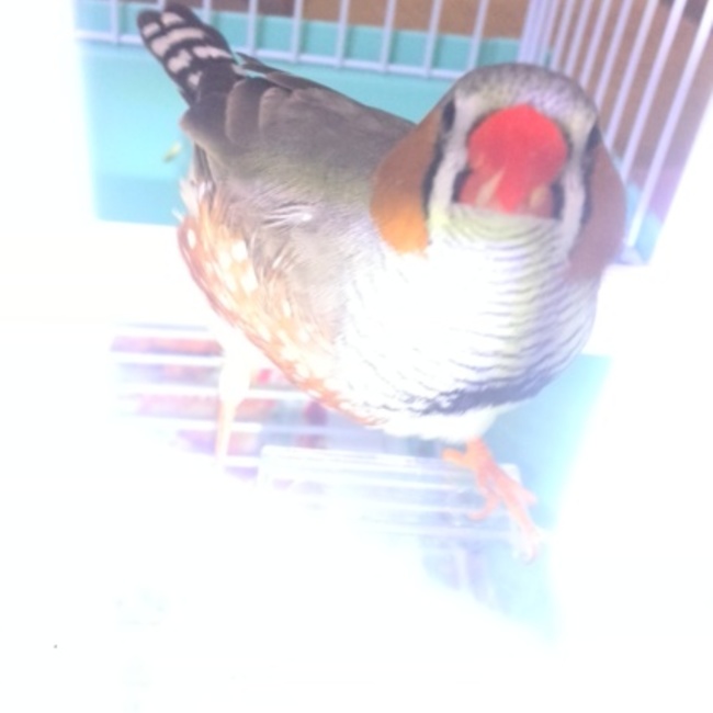 JSBのカバー写真