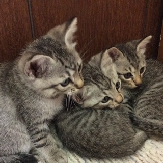 生後2ヶ月、グレ虎の三きょうだいです。