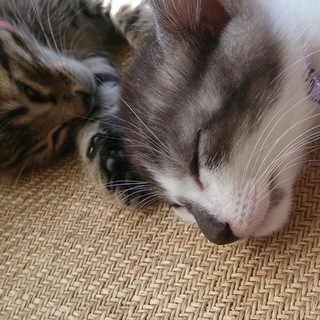 里親交渉中、川に捨てられていました