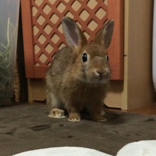 大事にしてくれる方を探しています 只今交渉中