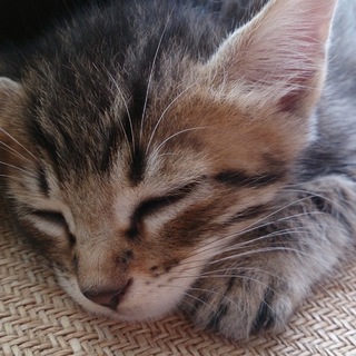 里親交渉中、川に捨てられていました