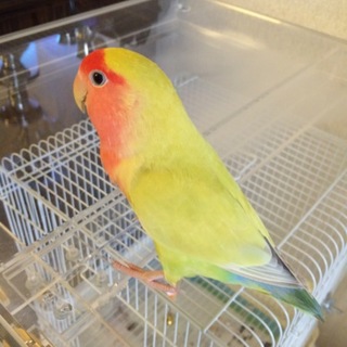 小桜インコ里親様決定！有難うございました