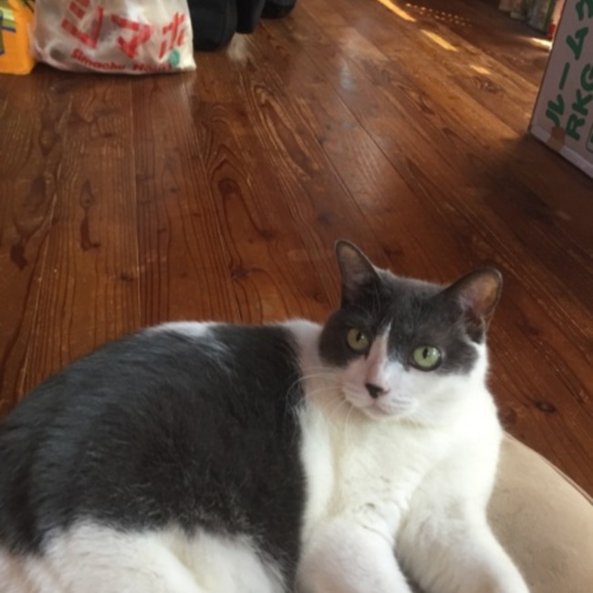 コゾにゃんのカバー写真