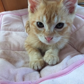 子猫茶トラ里親募集