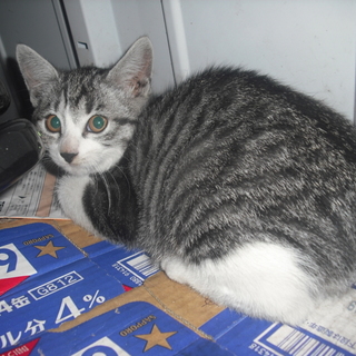 子猫２匹募集中です。