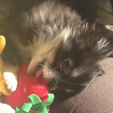 この苺ちゃんお気に入りなんです♪