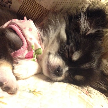 遊び疲れました。。zZZ