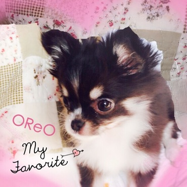 ちびちびの頃のOREOです♪