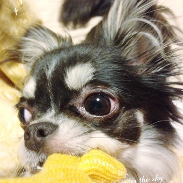 うがうが・・おもちゃ大好き♪