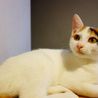★美少女三毛猫★ サムネイル2