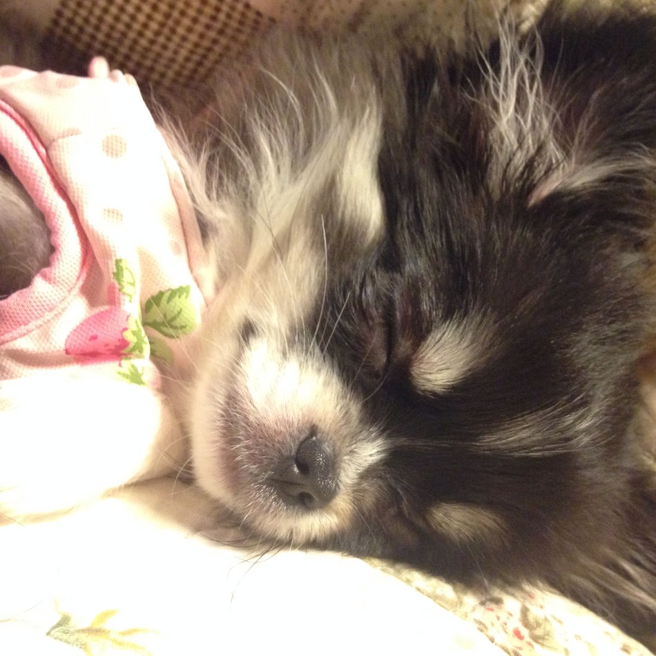 OREOのカバー写真