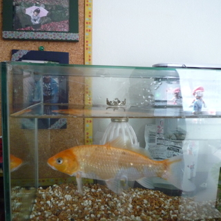 金魚の里親募集