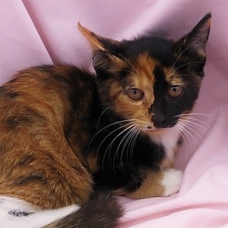 ミケにこちゃん.M