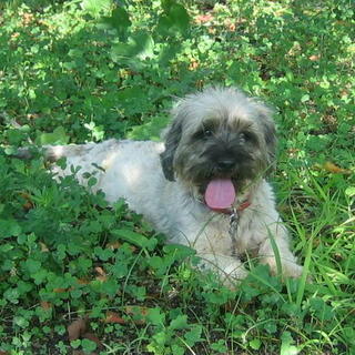 ダックス×ヨークシャのソフィちゃん元気一杯の7歳