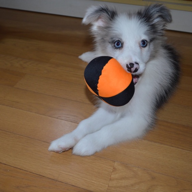 銀粼のカバー写真