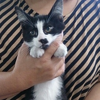 ☆かわいい白黒　男の子　ガクくん☆