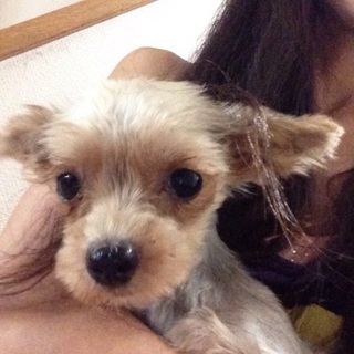 ヨークシャテリアのマヤちゃん