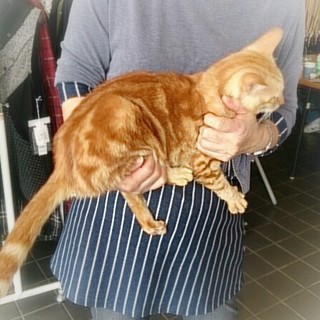 ☆アメショーＭＩＸ　男の子　とら太郎☆