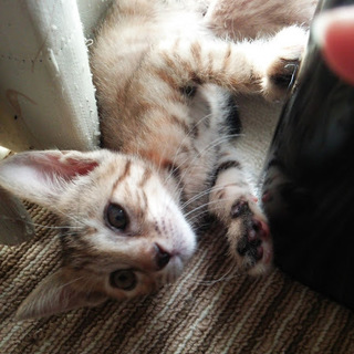 「モモコちゃん」女の子☆１ヶ月半くらい