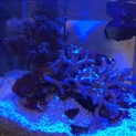 サンゴ、魚の里親募集