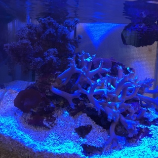サンゴ、魚の里親募集