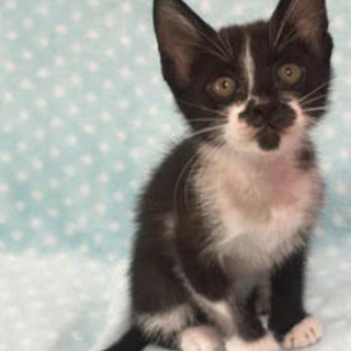 しっかり者で人見知りゼロ☆ブルーくん