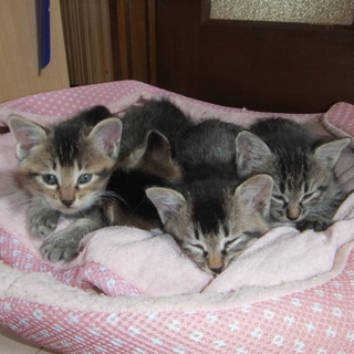 子猫里親決まりました