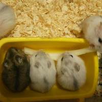 ジャンガリアンハムスター