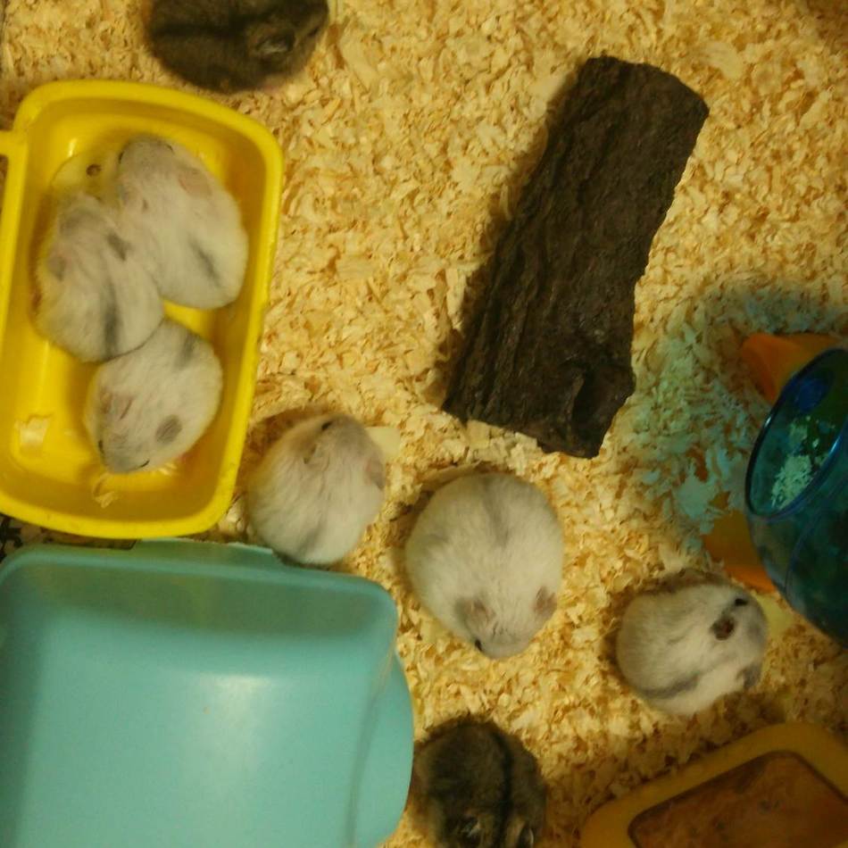 ジャンガリアンハムスターのカバー写真