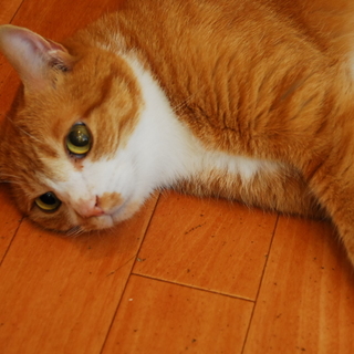 抱かれ上手で甘えん坊の茶トラ♪