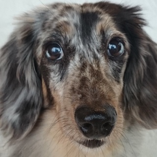 過去に苦悩しながら頑張る美しい子、根気理解ある方に