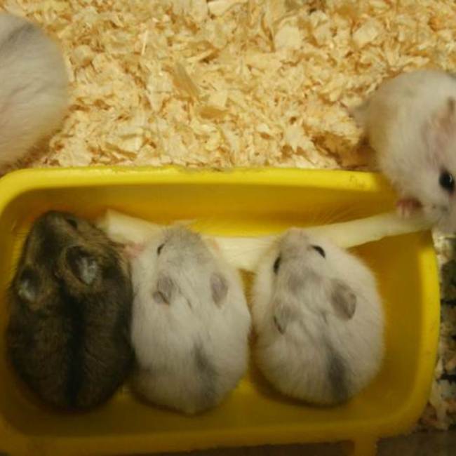 Amelieeのカバー写真