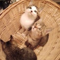 3匹の子猫 ☆1ヶ月☆