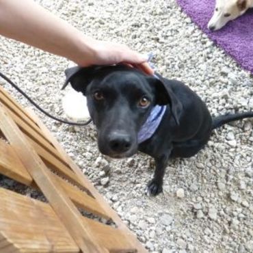 クロ：里親会に参加したよ・・・ボクいい子だったよ・・・